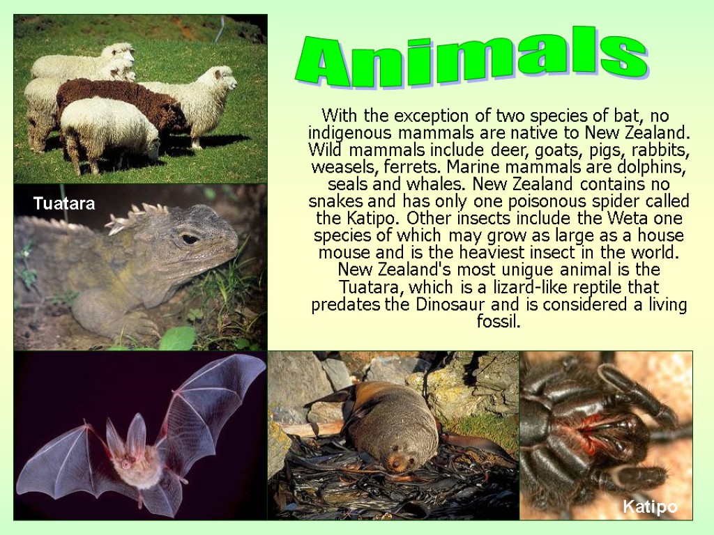 With the exception of two species of bat, no indigenous mammals are native to